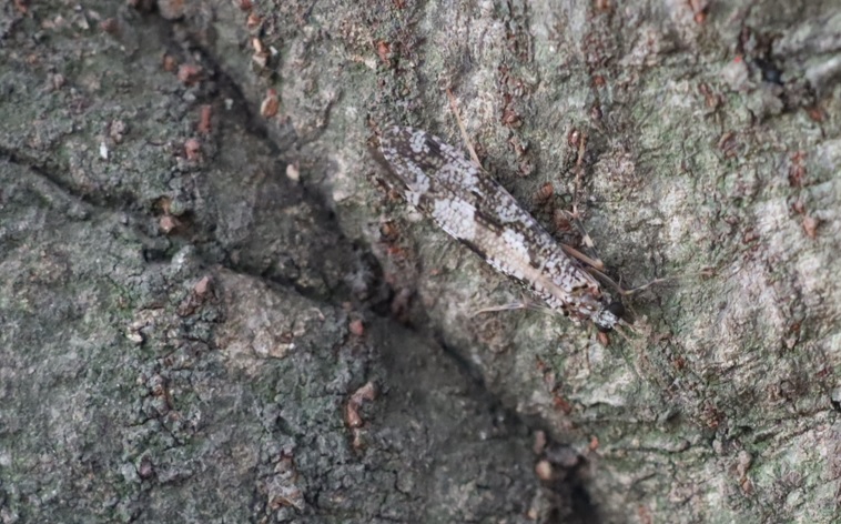 ヒゲナガカワトビゲラ_第2のシラカシ_2023年10月13日14時30分気温22.1度
