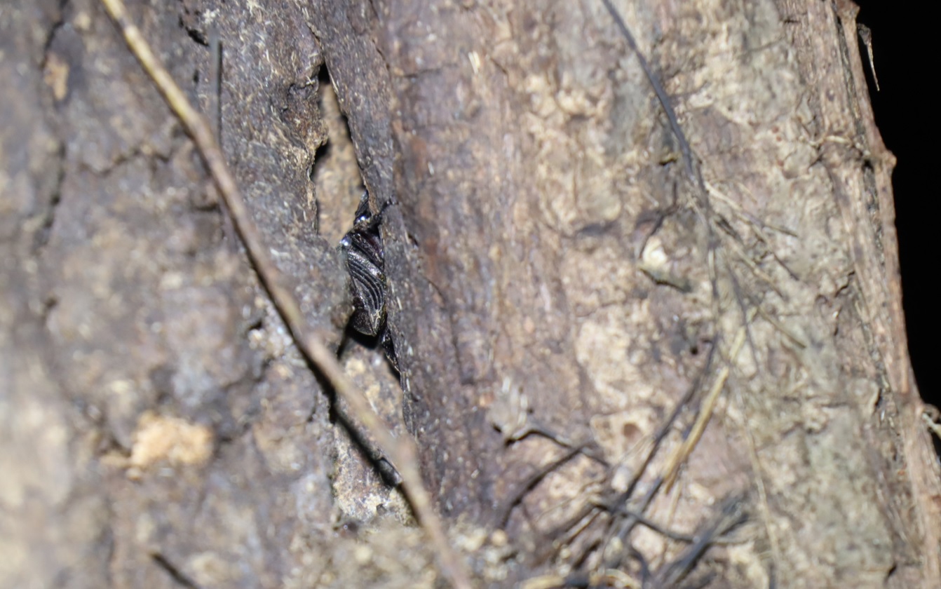 ヒラタクワガタ♂32mm_蔦との隙間-クヌギ-ほったらかしの森_2023年9月25日19時25分気温21.3度