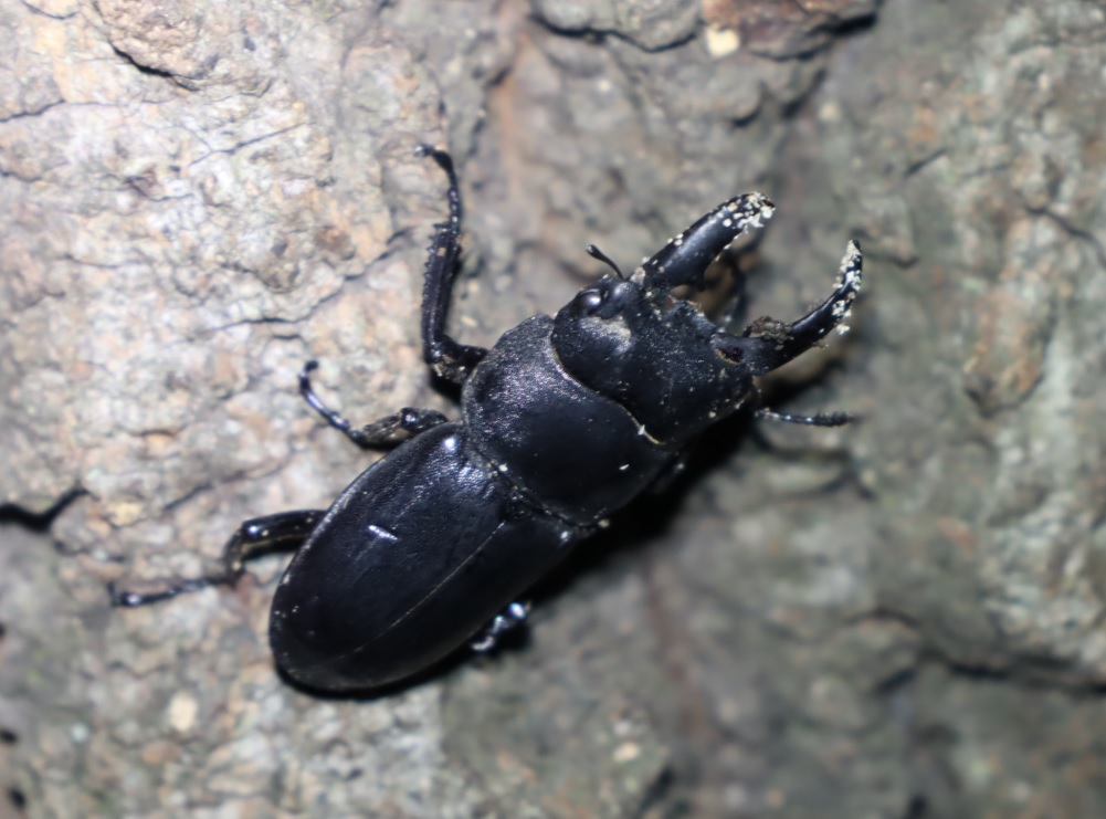 ヒラタクワガタ♂37mm_根元付近の洞から出した-No.3のクヌギ-クヌギ林_2023年9月12日19時30分気温26.3度