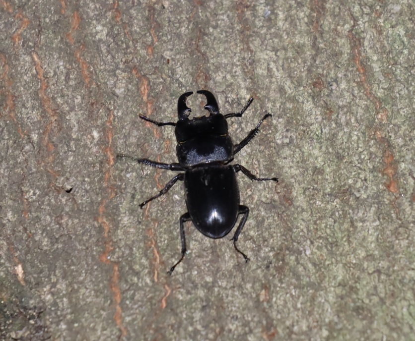 ヒラタクワガタ♂_シラカシ_2023年10月10日19時30分気温19.6度