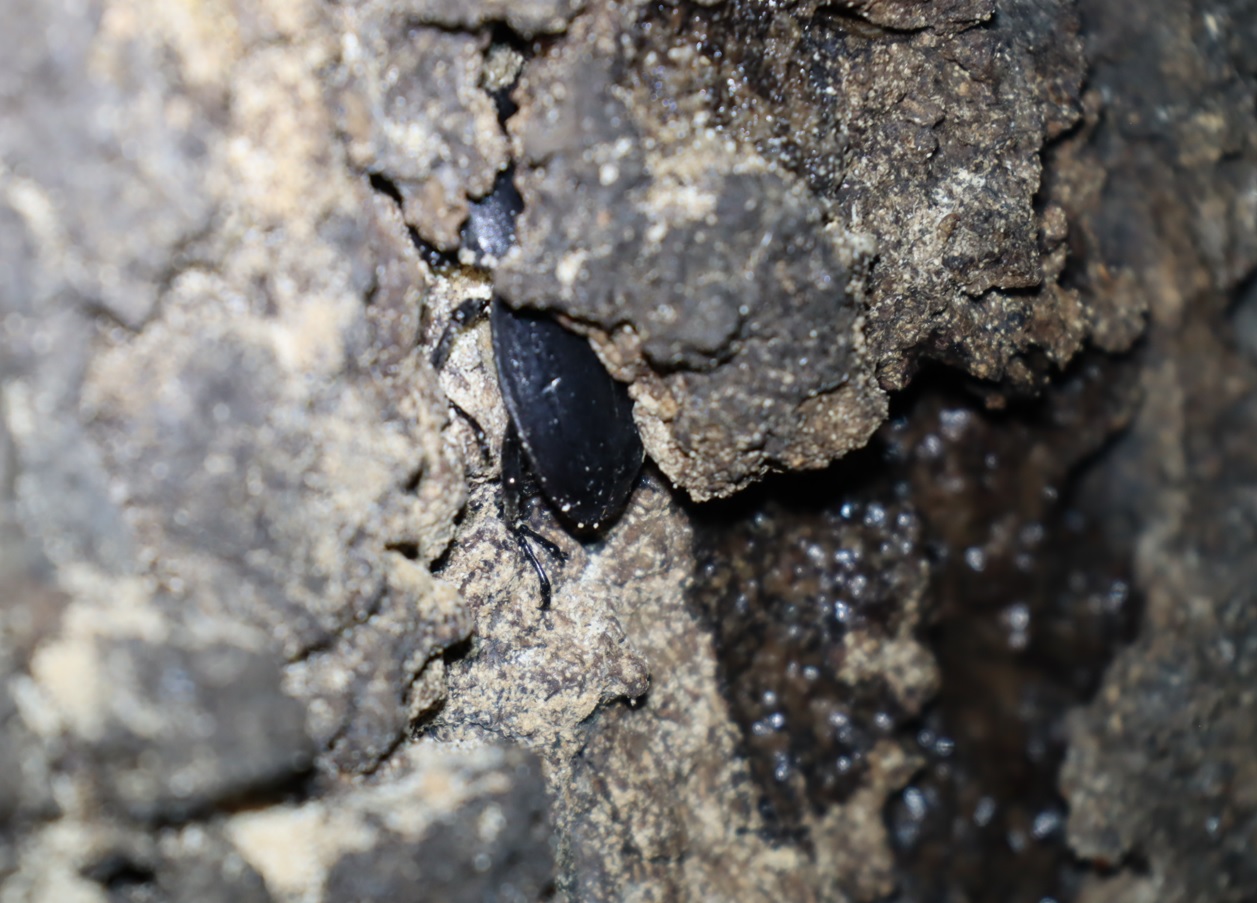 ヒラタクワガタ♂_根元付近の洞-No.3のクヌギ-クヌギ林_2023年9月12日19時30分気温26.3度