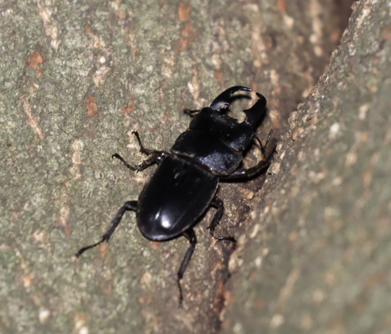 ヒラタクワガタ♂（アングル2）_シラカシ_2023年10月10日19時30分気温19.6度