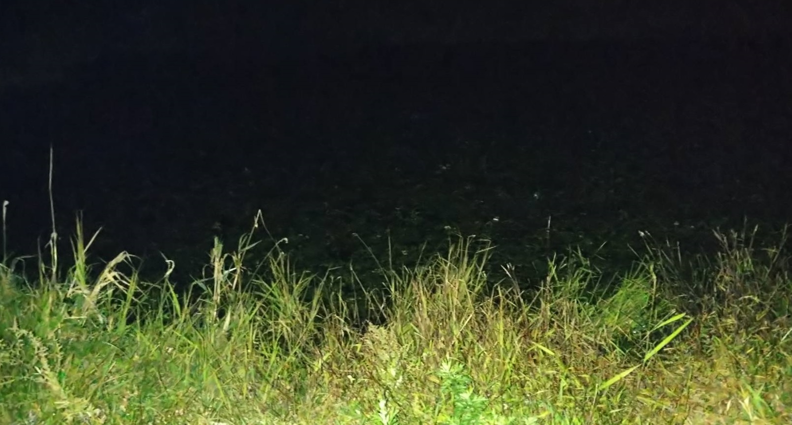 ホンゲンゴロウ_生息環境（夜）_東京近郊_2023年9月30日