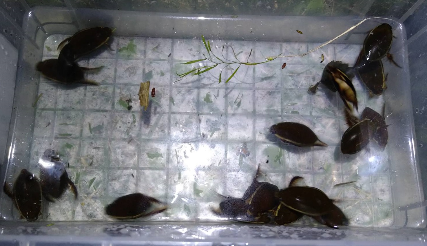 ホンゲンゴロウ多数捕獲_東京近郊_2023年9月30日