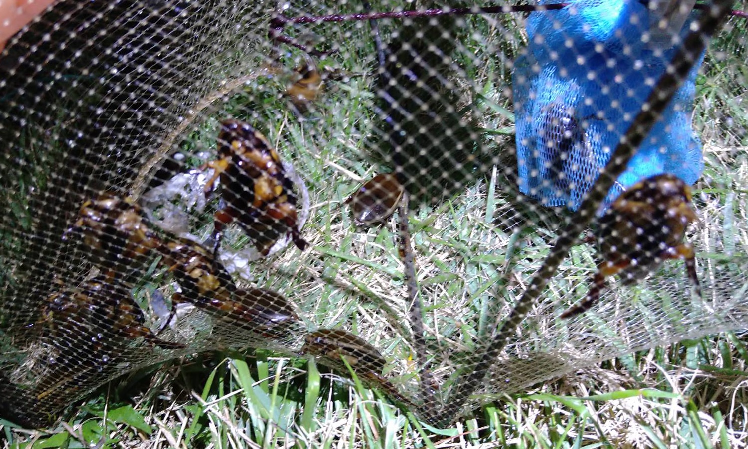 ホンゲンゴロウ多数捕獲_魚獲り用網籠-仕掛け_東京近郊_2023年9月30日