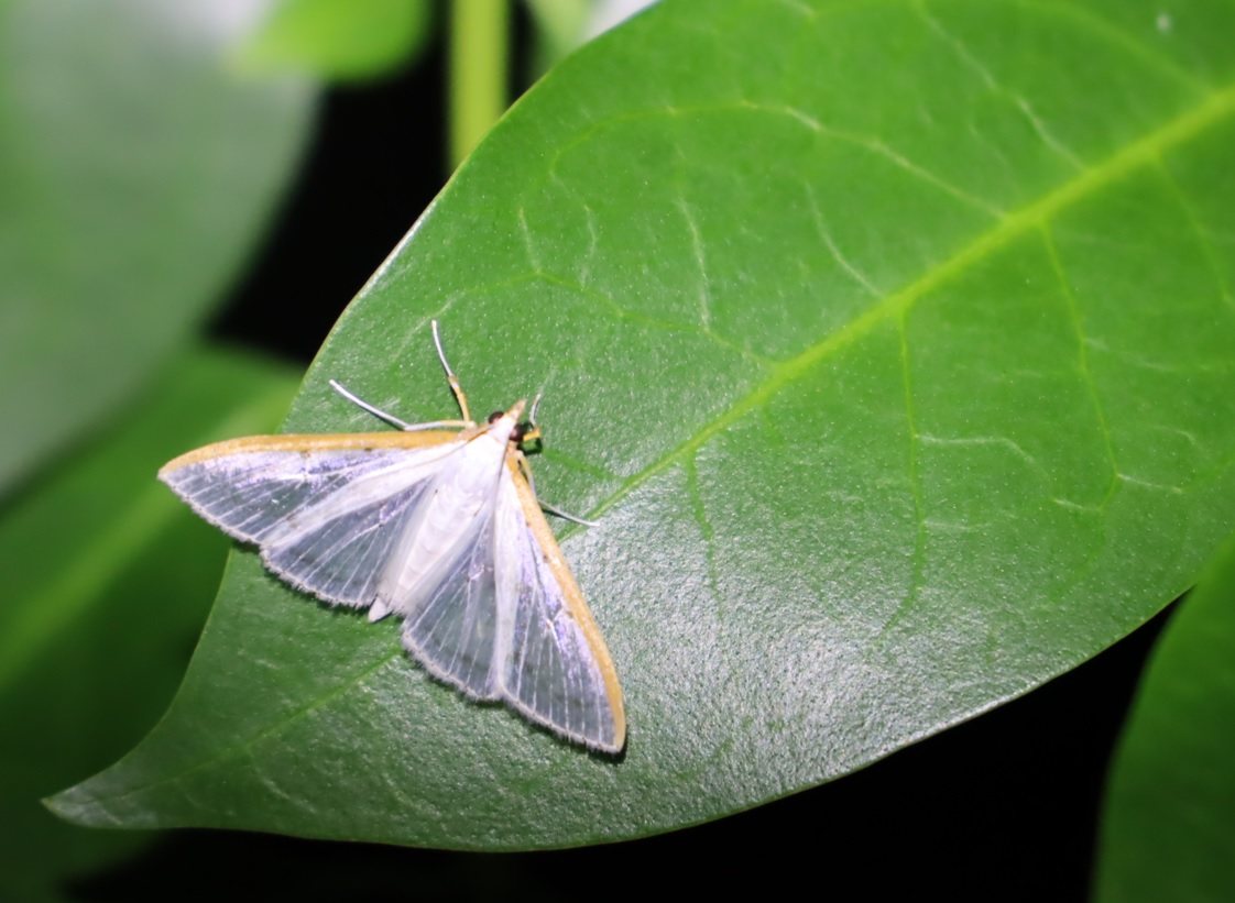 マエアカスカシノメイガ_団地前のクヌギ_2023年9月25日19時45分気温21.5度