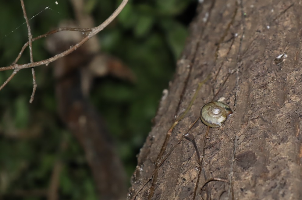 ミスジマイマイ_蔦が生えたクヌギ-ほったらかしの森_2023年10月23日18時35分気温14.4度