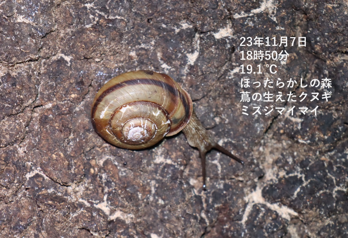 ミスジマイマイ_蔦が生えたクヌギ-ほったらかしの森_2023年11月7日18時50分気温19.1度
