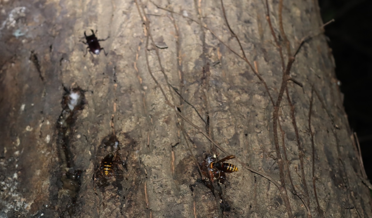 モンスズメバチ、コクワガタ_右側面・目線よりやや上-クヌギ-ほったらかしの森_2023年9月12日18時55分気温26.7度