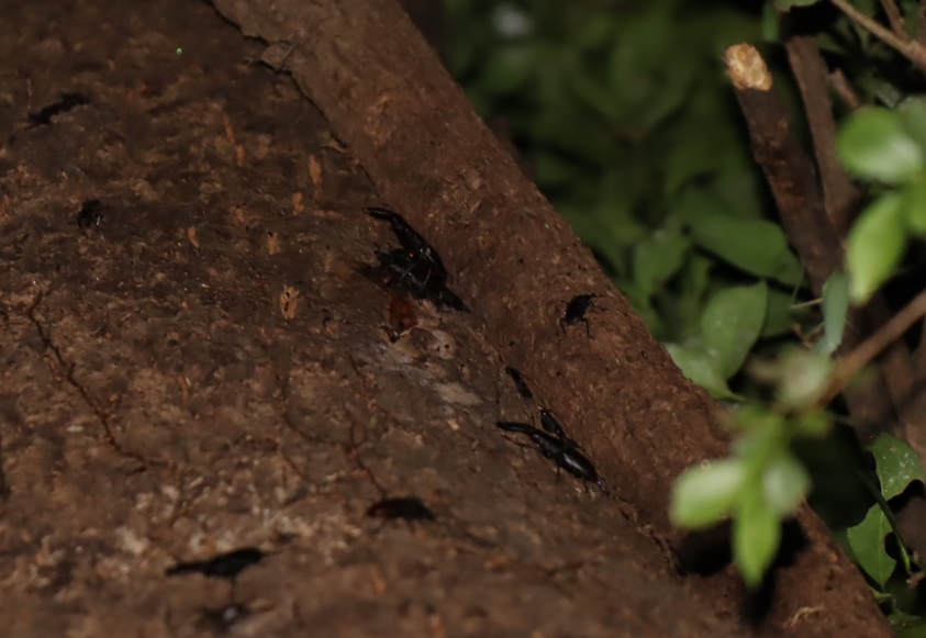 上の方で群れるノコギリクワガタ_クヌギ-ほったらかしの森_2023年9月7日19時35分気温25.8度