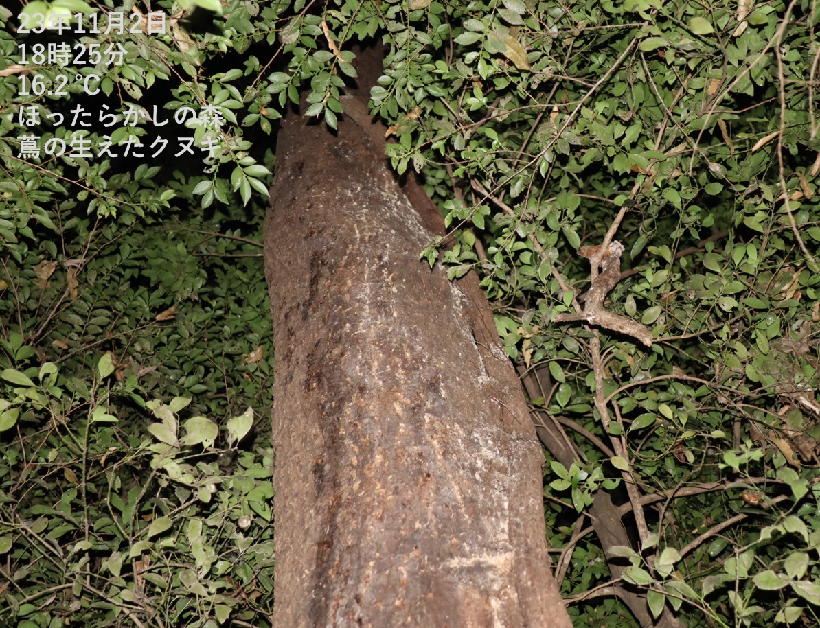 何も見つからず_蔦が生えたクヌギ-ほったらかしの森_2023年11月2日18時25分気温16.2度