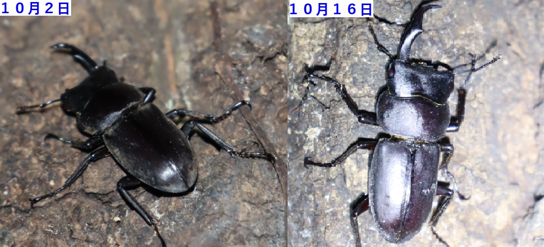 左、右の大顎が無いコクワガタの雄_蔦が生えたクヌギ-ほったらかしの森_2023年10月2,16日