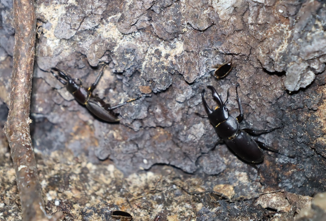 根元付近を徘徊するコクワガタ2♂_クヌギ-ほったらかしの森_2023年10月5日19時気温19.1度