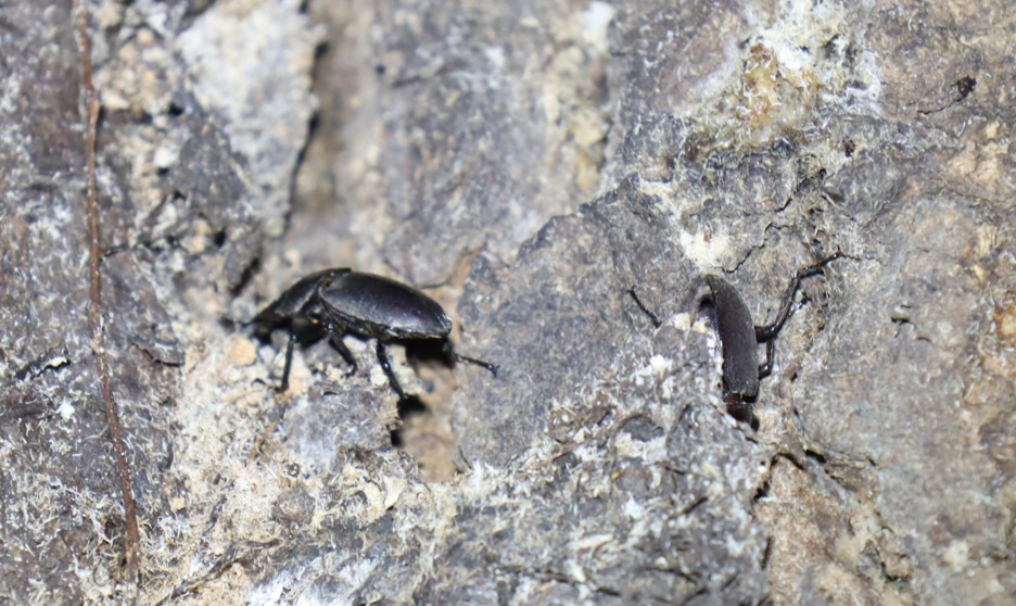 樹皮下に潜むコクワガタ_クヌギ-ほったらかしの森_2023年10月5日19時気温19.1度