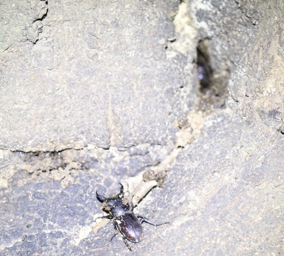 洞から出したコクワガタ♂_第2のシラカシ_2023年10月13日19時30分気温14.7度