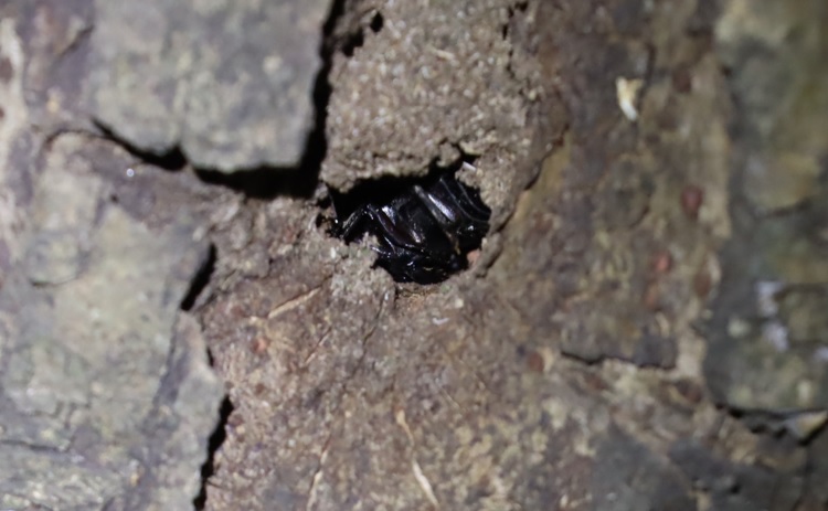 洞に潜むコクワガタ_くねくねしたヤナギ－ヤナギ林_2023年10月3日19時10分気温22.4度