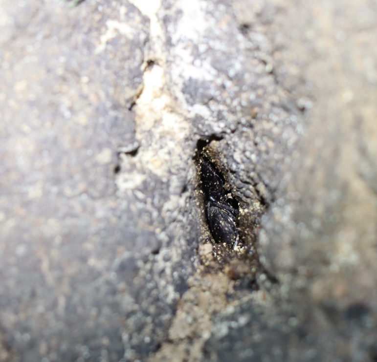 洞に潜むコクワガタ♂_第2のシラカシ_2023年10月13日19時30分気温14.7度