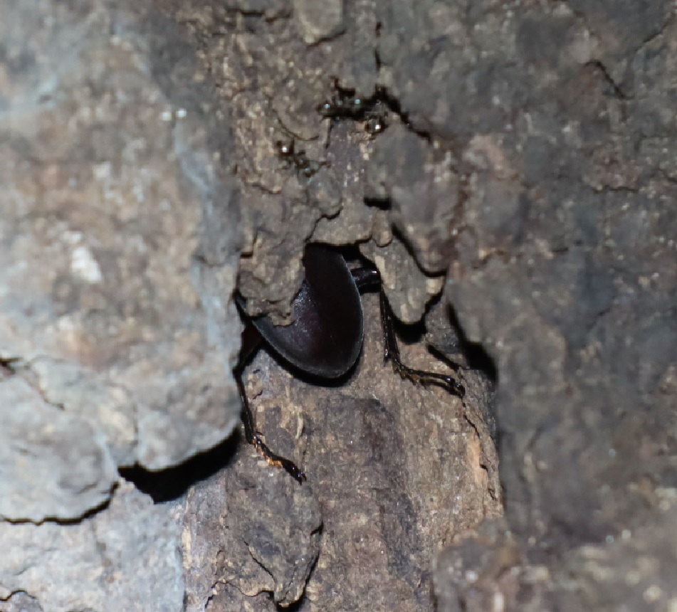 洞に潜むコクワガタ？_団地前のクヌギ_2023年9月12日19時55分気温26.1度