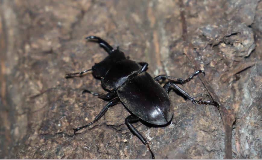 片顎のコクワガタ♂_クヌギ-ほったらかしの森_2023年10月2日19時25分気温21.3度