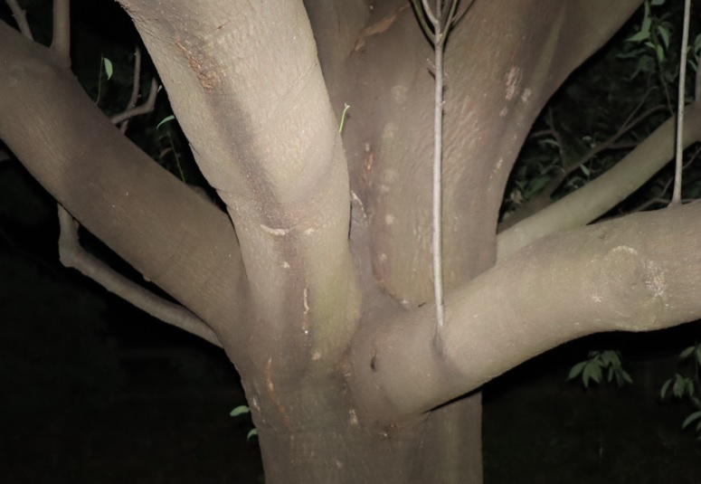 第2のシラカシ_2023年10月13日19時30分気温14.7度