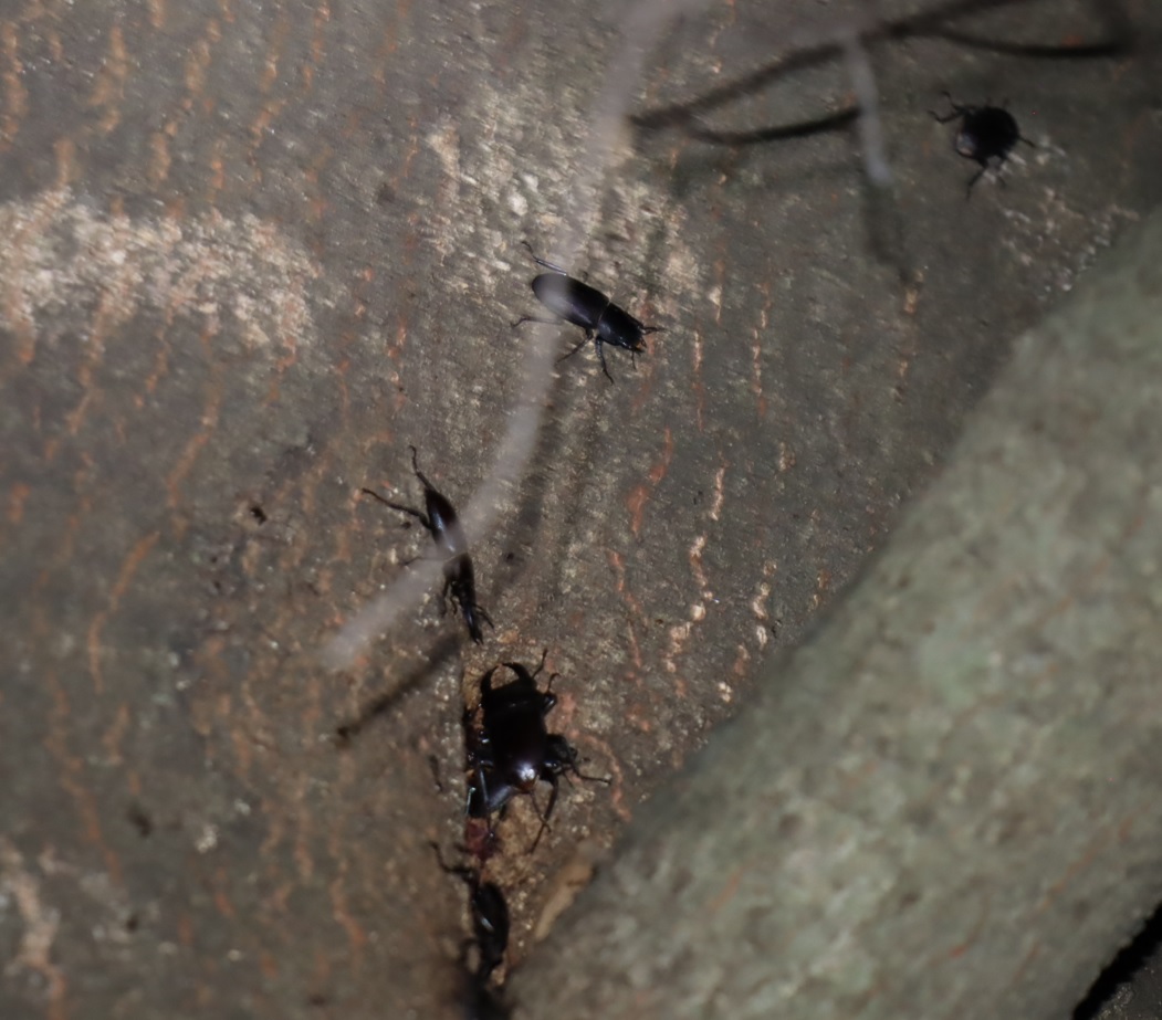 群れるコクワガタ_正面・目線より1.5mほど上の枝分かれ部-シラカシ_2023年9月12日19時20分気温26.5度