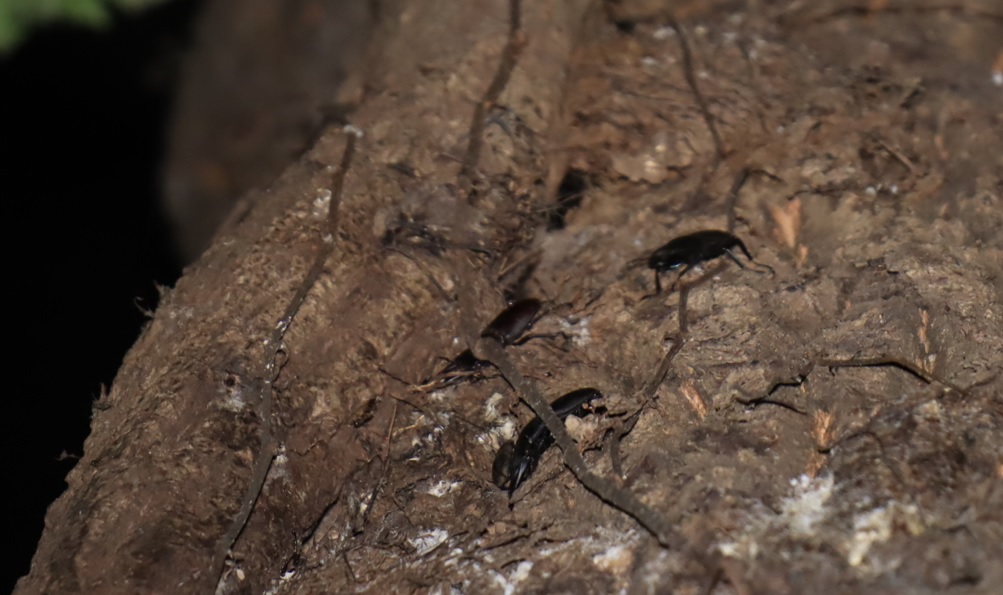 群れるコクワガタ♂_クヌギ-ほったらかしの森_2023年10月2日19時25分気温21.3度