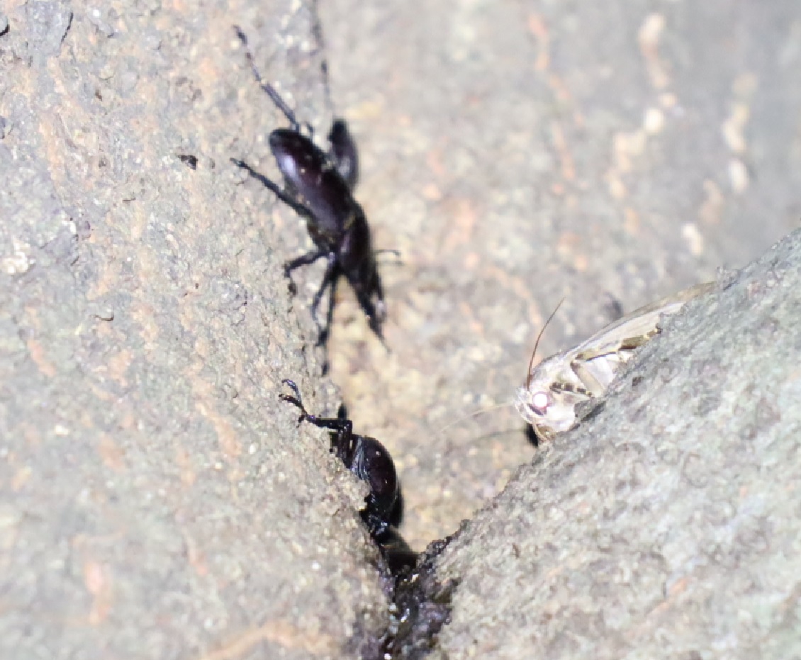 群れるコクワガタ、正体不明の蛾_正面・目線より1.5mほど上の枝分かれ部-シラカシ_2023年9月12日19時20分気温26.5度