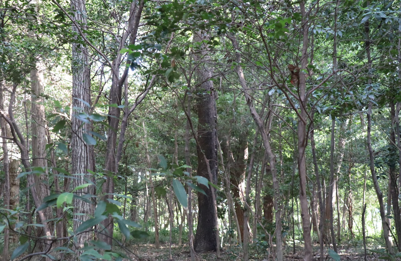 蔦が生えたクヌギ(アングル1)-ほったらかしの森_2023年10月13日14時10分気温21.7度