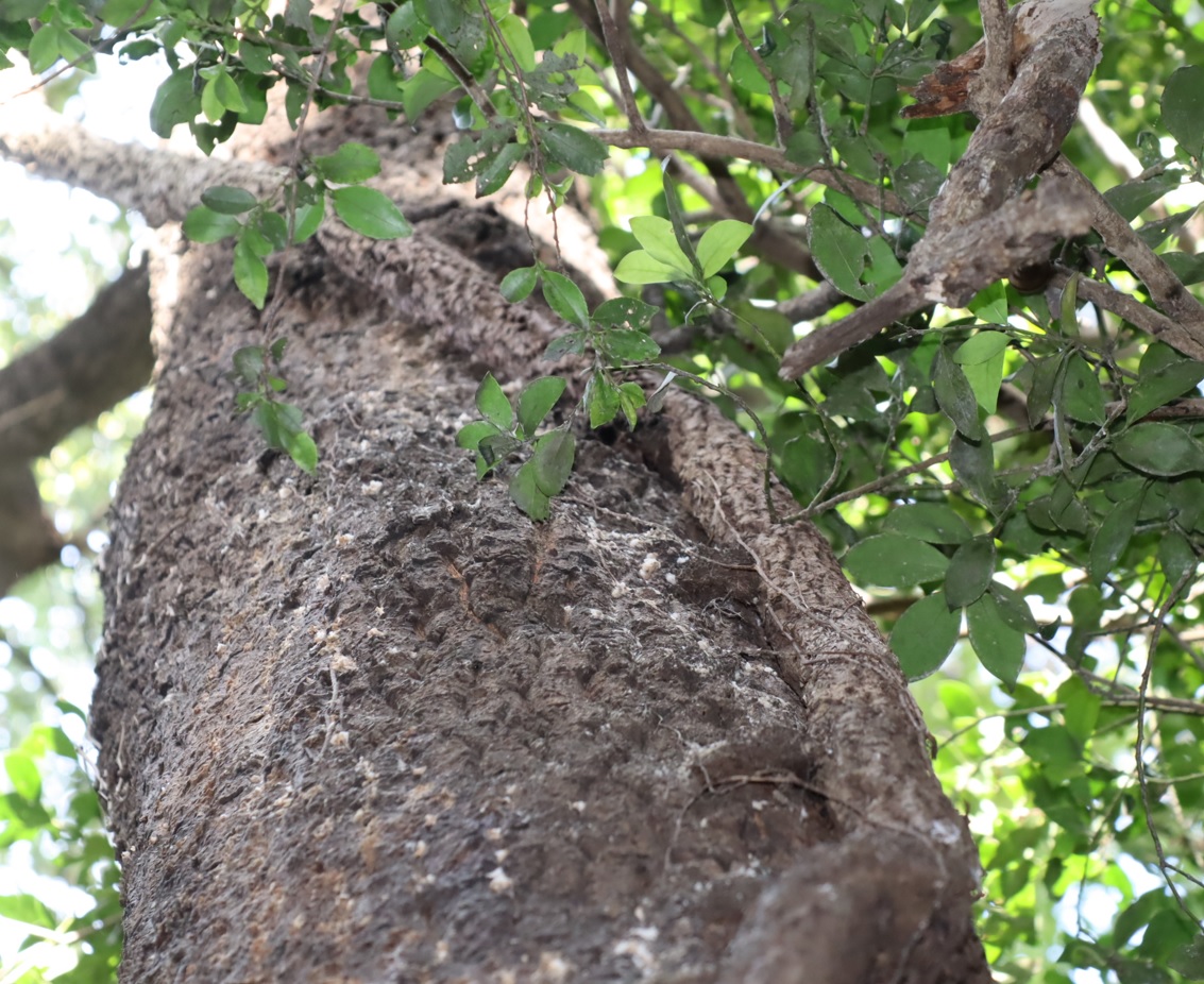 蔦が生えたクヌギ(アングル2)-ほったらかしの森_2023年10月13日14時10分気温21.7度