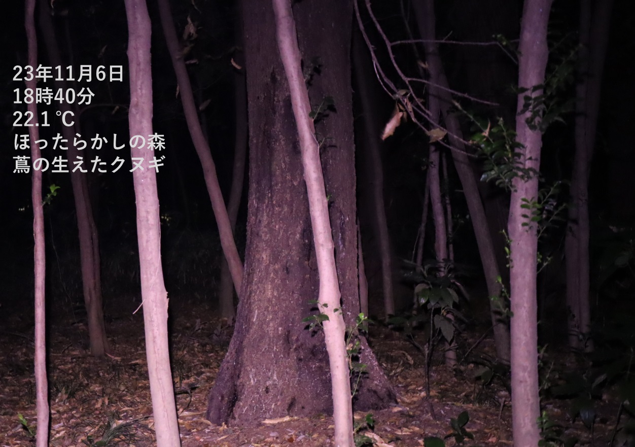 蔦が生えたクヌギ-ほったらかしの森_2023年11月6日18時40分気温22.1度