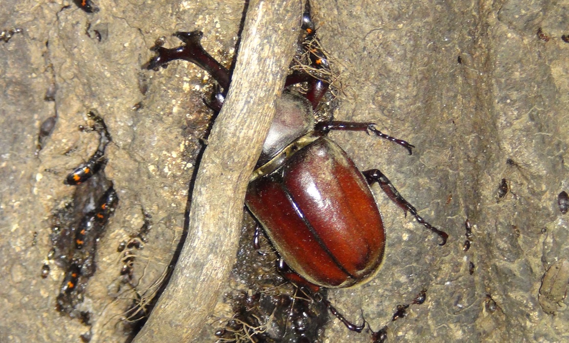 カブトムシ♂_東京多摩地区・断末魔のオアシス_2024年5月17日