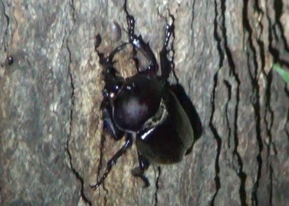 カブトムシ♂２匹登場_東京多摩地区・断末魔のオアシス_No.1のコナラ_2024年6月7日