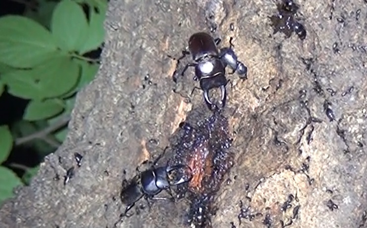 コクワガタ3♂1♀_団地前のクヌギ_2024年4月29日19時10分気温19.9度