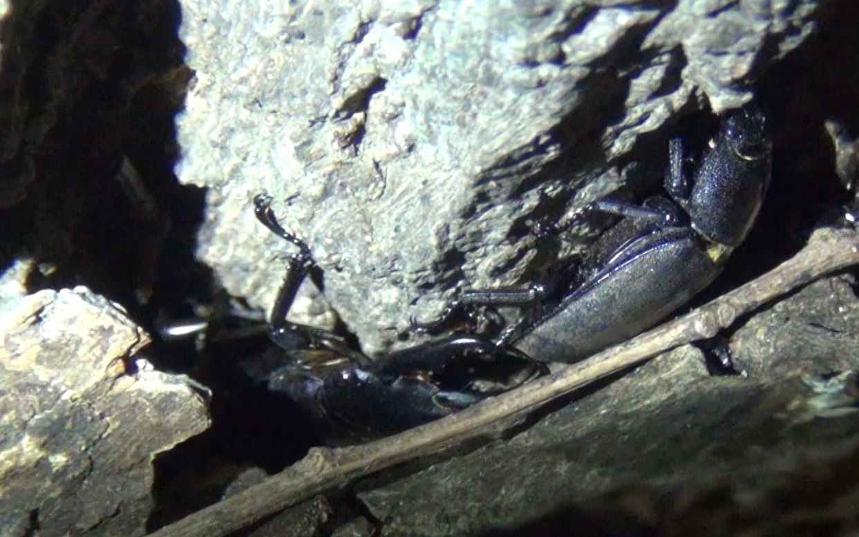 コクワガタ♂♀_クヌギの隙間_東京多摩地区_2024年6月5日