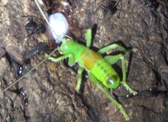 コロギスの終令幼虫_樹液を吸う_クヌギ_東京多摩地区_2024年6月7日