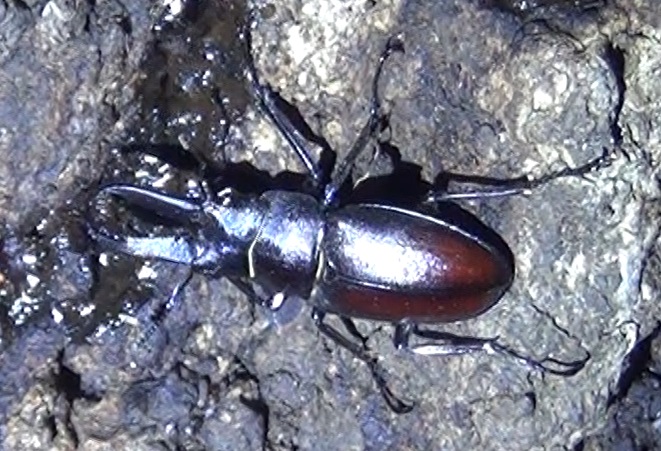 ノコギリクワガタ♂_クワガタ達のオアシス-No.4のクヌギ_2024年5月6日20時_気温20.2度