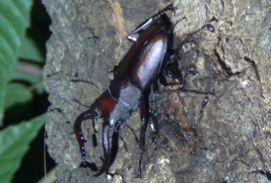 ノコギリクワガタ♂_東京多摩地区・団地前のクヌギ_2024年6月7日