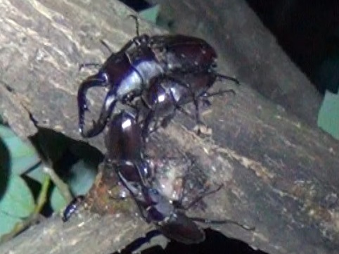 ノコギリクワガタのホットスポット_東京多摩地区・川縁のヤナギ_2024年6月10日