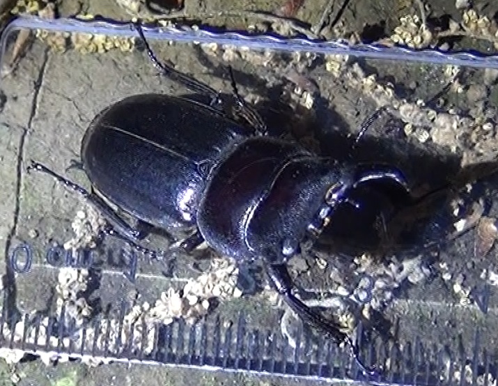 ヒラタクワガタ♂32mm_クワガタ達のオアシス-別のノーマークのクヌギ2024年5月6日19時50分_気温20.3度