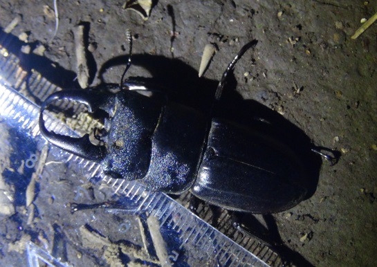 ヒラタクワガタ♂51mm_クヌギの洞から大顎を覗かせる_東京多摩地区_2024年5月21日