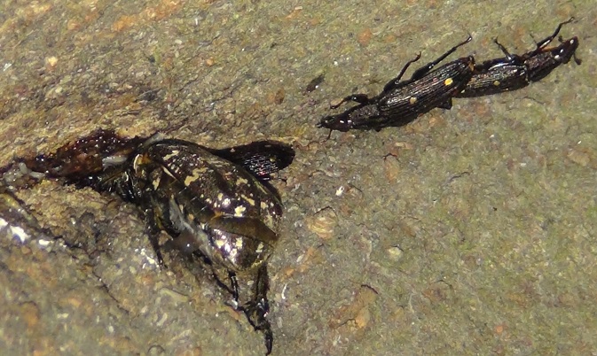 ヨツボシオオキスイとシラホシハナムグリ_2024年4月15日18時40分気温18.4度