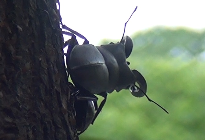 川縁のヤナギはノコギリクワガタの楽園_東京多摩地区_2024年6月9日朝