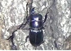 片顎のヒラタ♂再び現われる_東京多摩地区・断末魔のオアシス_2024年5月14日