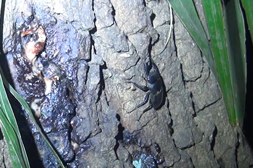 ２０２４年クワガタシーズン開幕_コクワガタ♂_2024年4月19日19時5分_団地前のクヌギ_気温17度