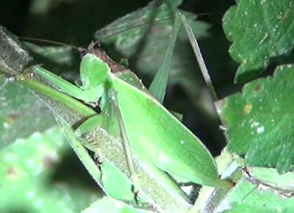 ウマオイ♀_クツワムシの棲む森_2024年8月13日夜