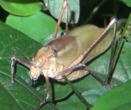 クツワムシ♂(褐色)_クツワムシのホットスポット_クツワムシの棲む森_2024年8月13日夜