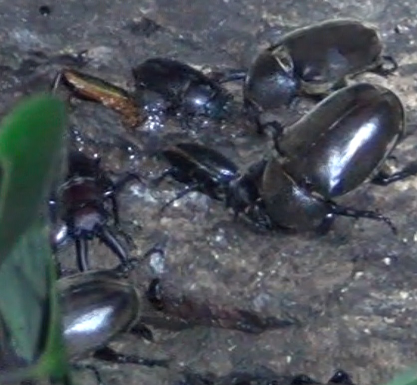 クヌギに群れるカブトムシ、ノコギリ鍬形_東京多摩地区・断末魔のオアシス-No.6のクヌギ_2024年7月29日夜