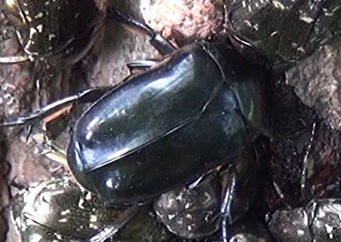 クロカナブン_4年ぶりの再会_東京多摩地区・断末魔のオアシス-ノーマークのクヌギ_2024年8月9日昼