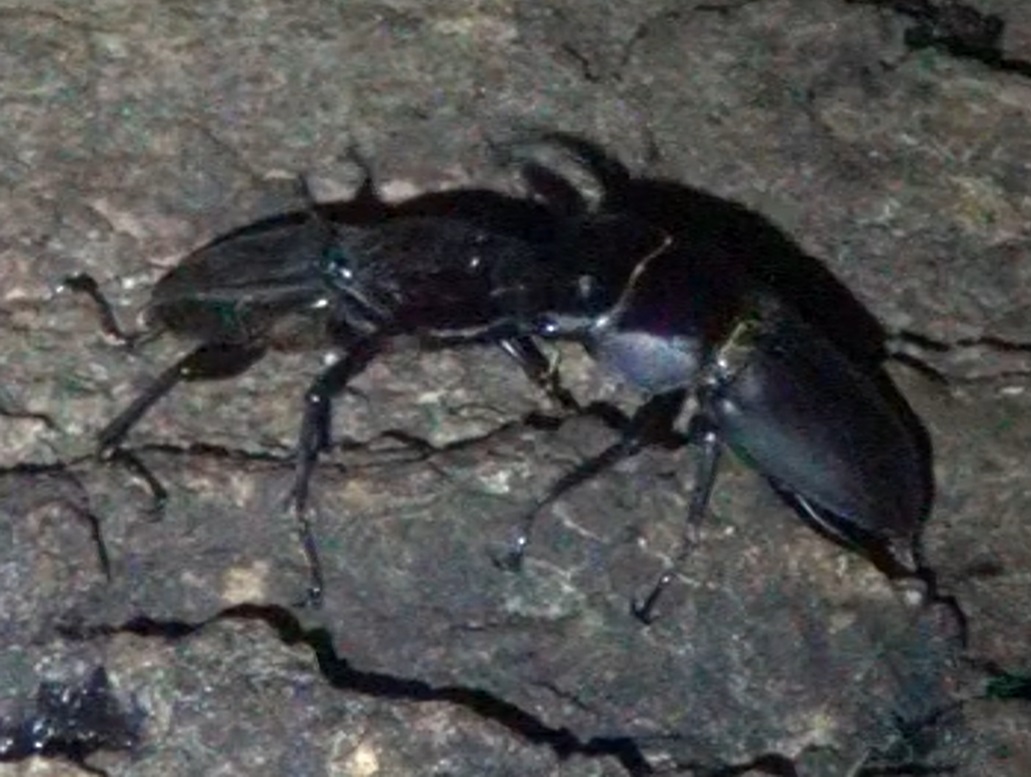 コクワガタ♂同士の決闘_東京多摩地区・断末魔のオアシス-No.11のコナラ_2024年8月20日夜