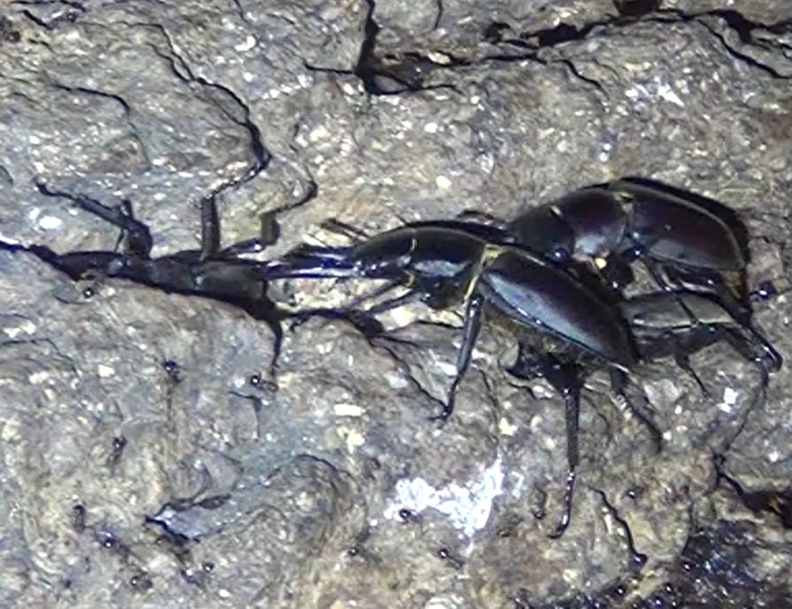 コクワガタの個体数が増した_東京多摩地区・断末魔のオアシス-No.4のクヌギ_2024年8月13日夜